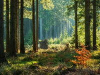 La forêt : un investissement avantageux